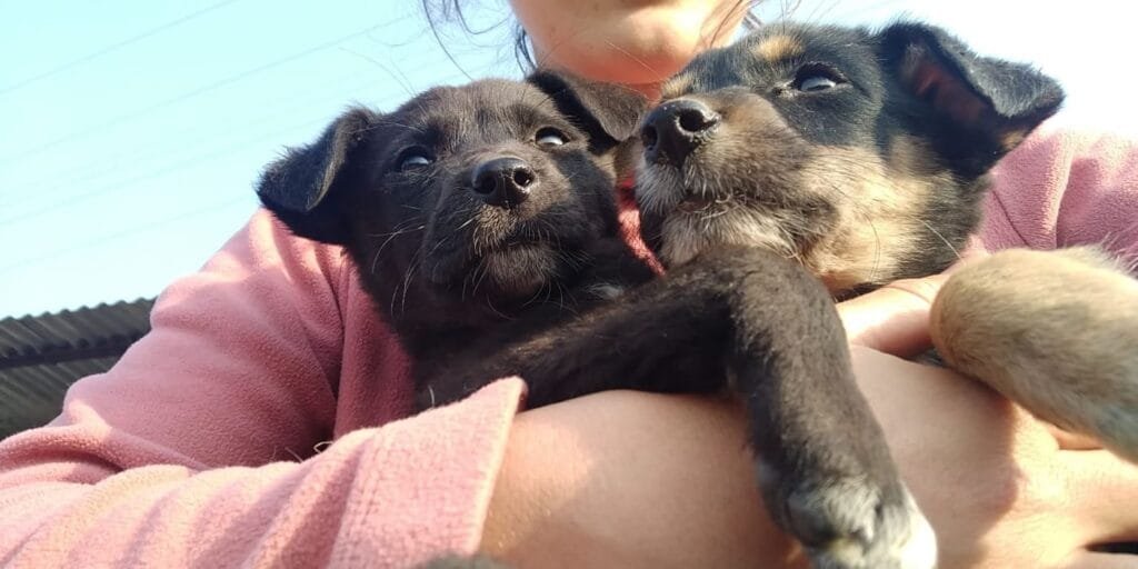 Animal Care Volunteer Abroad in Nepal
